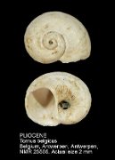 PLIOCENE Tornus belgicus